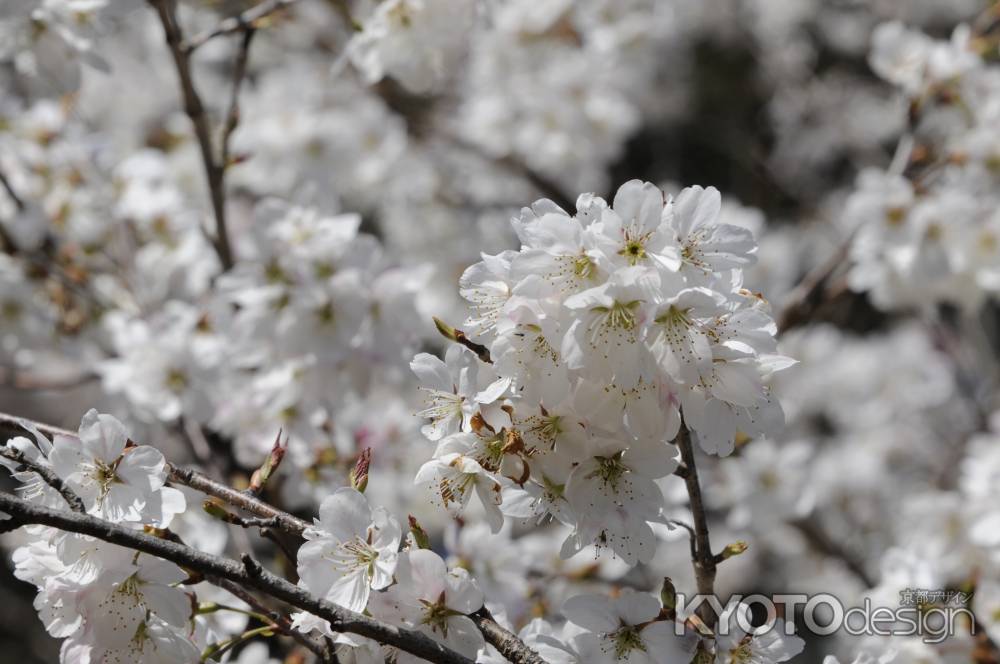 京都府立植物園　2018桜2