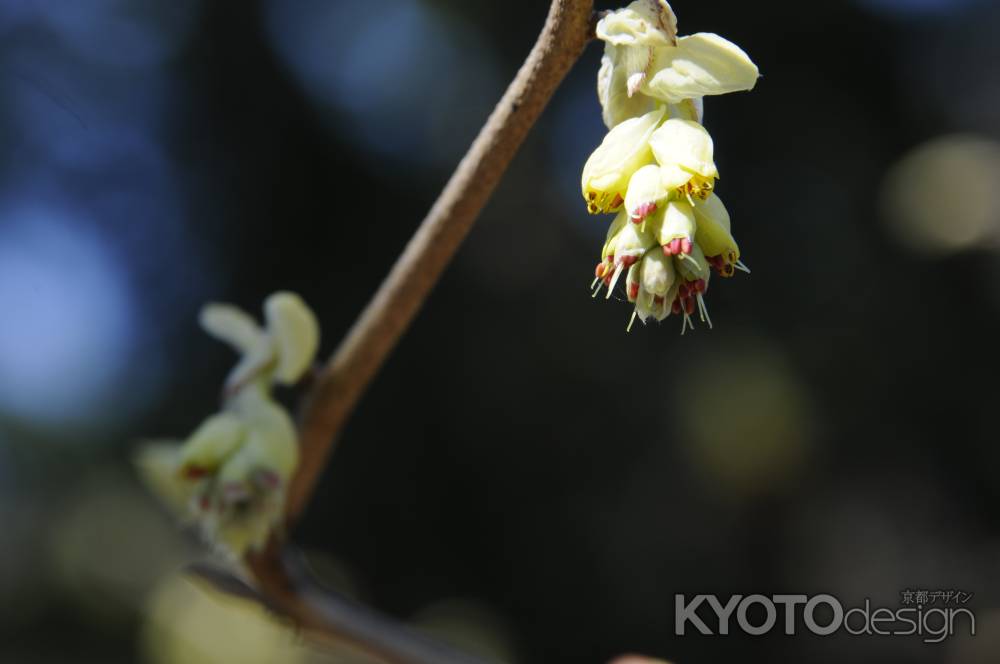 京都府立植物園　トサミズキ