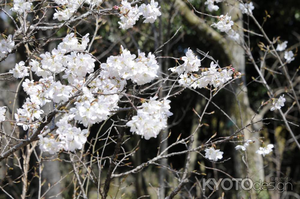 京都府立植物園　2018桜5