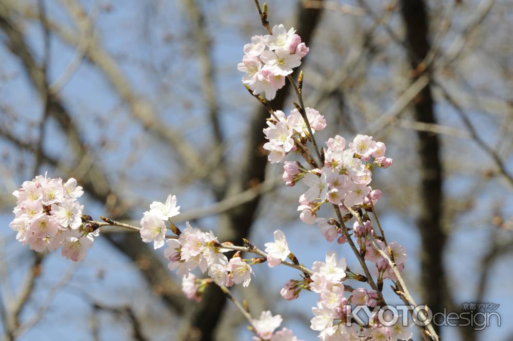 京都府立植物園　2018桜7