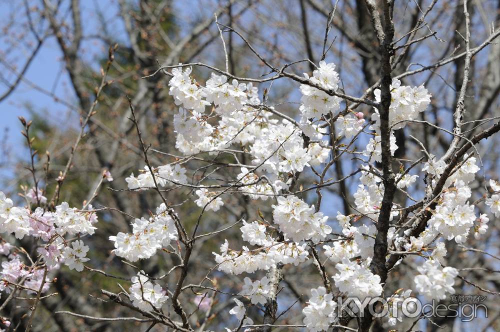 京都府立植物園　2018桜8