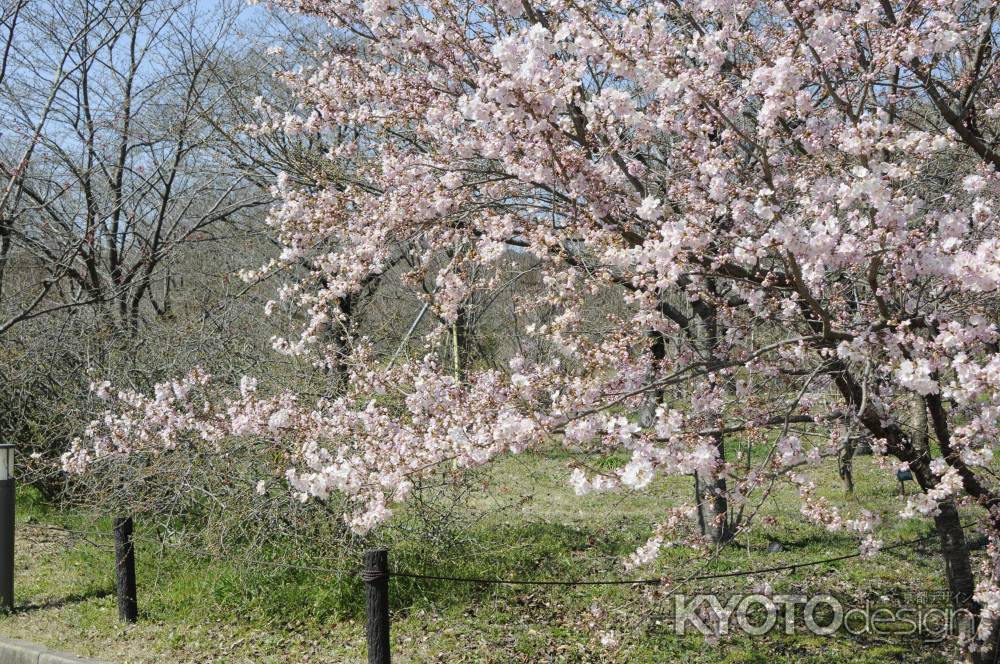 京都府立植物園　2018桜9