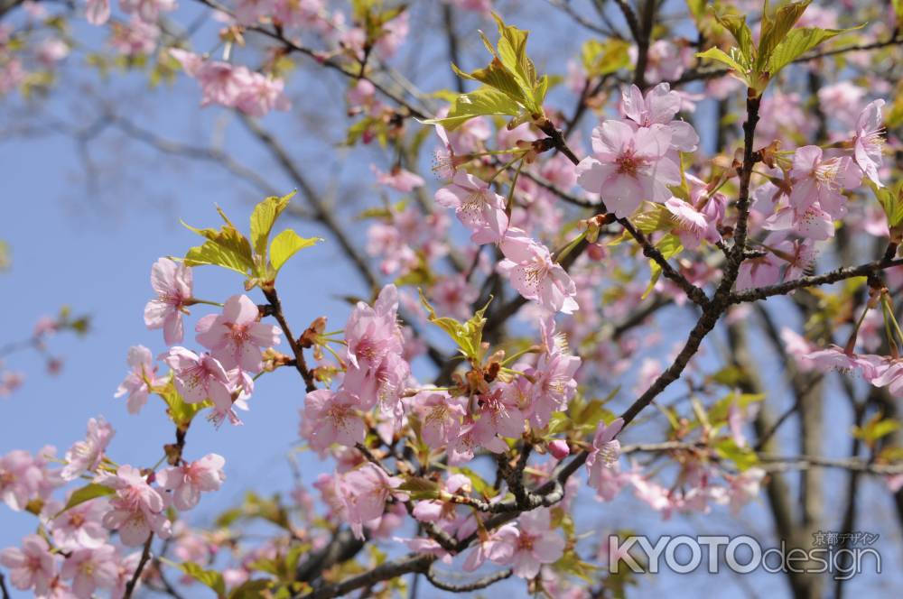 京都府立植物園　2018桜11