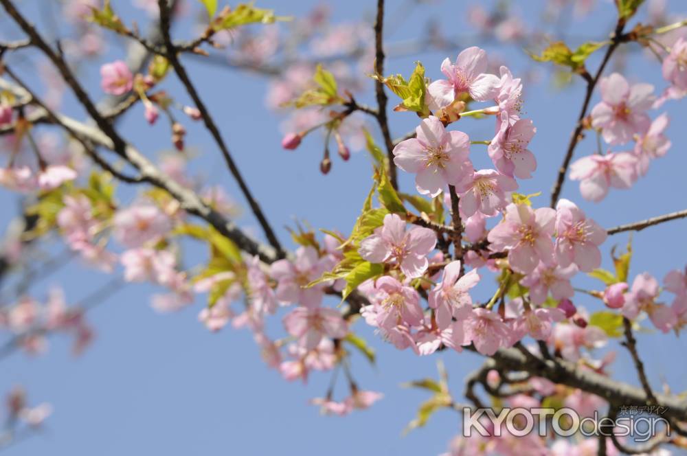 京都府立植物園　2018桜12