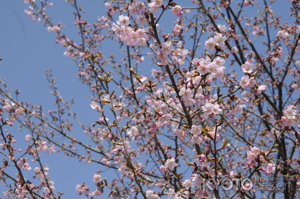 京都府立植物園　2018桜14