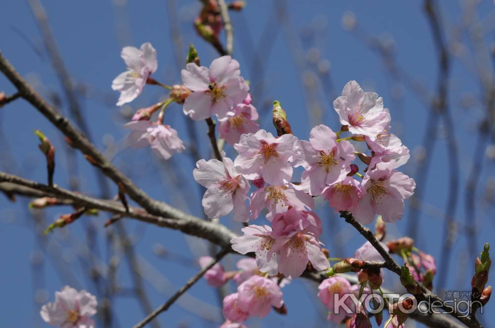 京都府立植物園　2018桜15