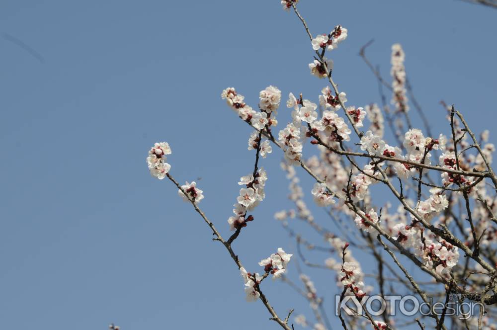 京都府立植物園　2018桜17