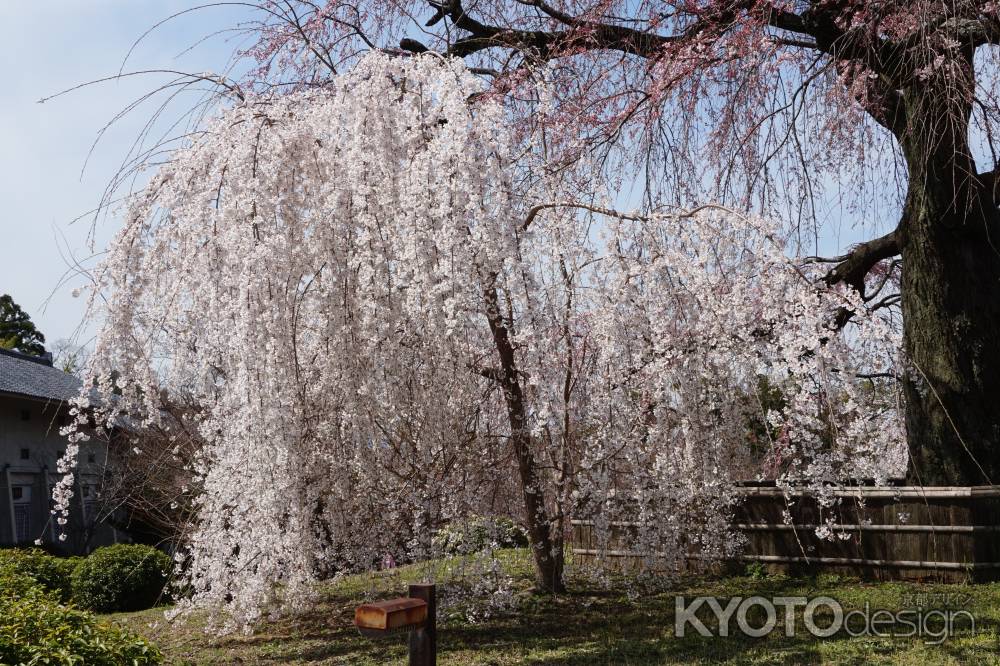 円山公園のしだれ桜1