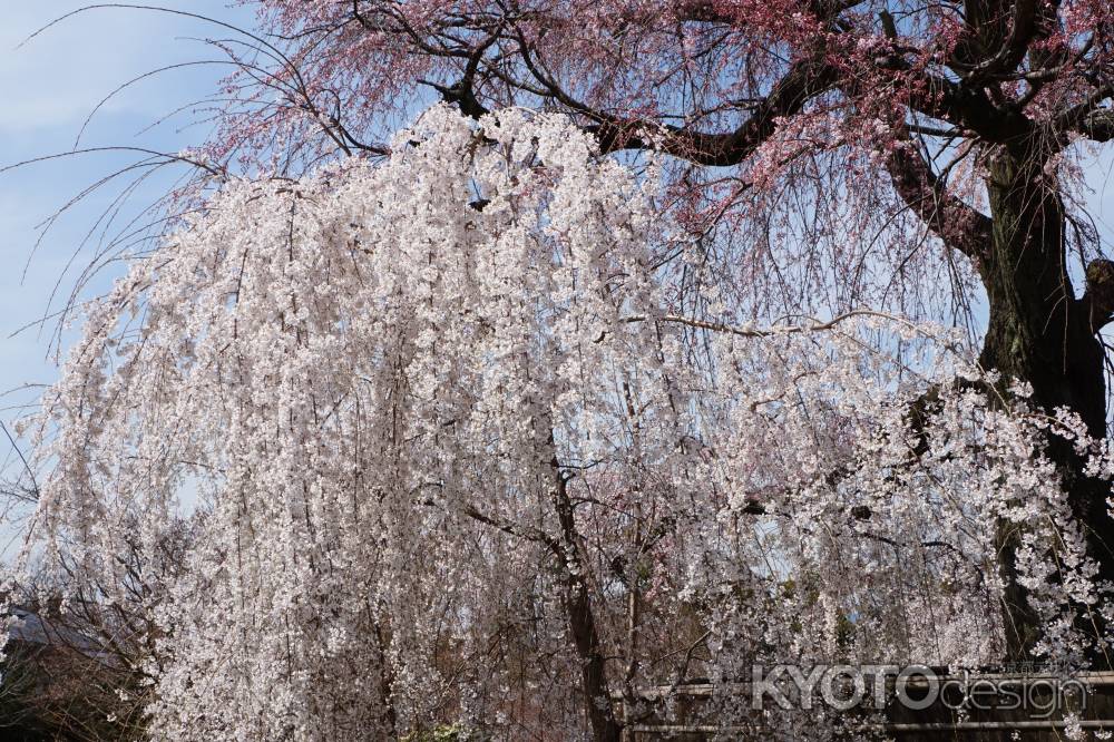 円山公園のしだれ桜2