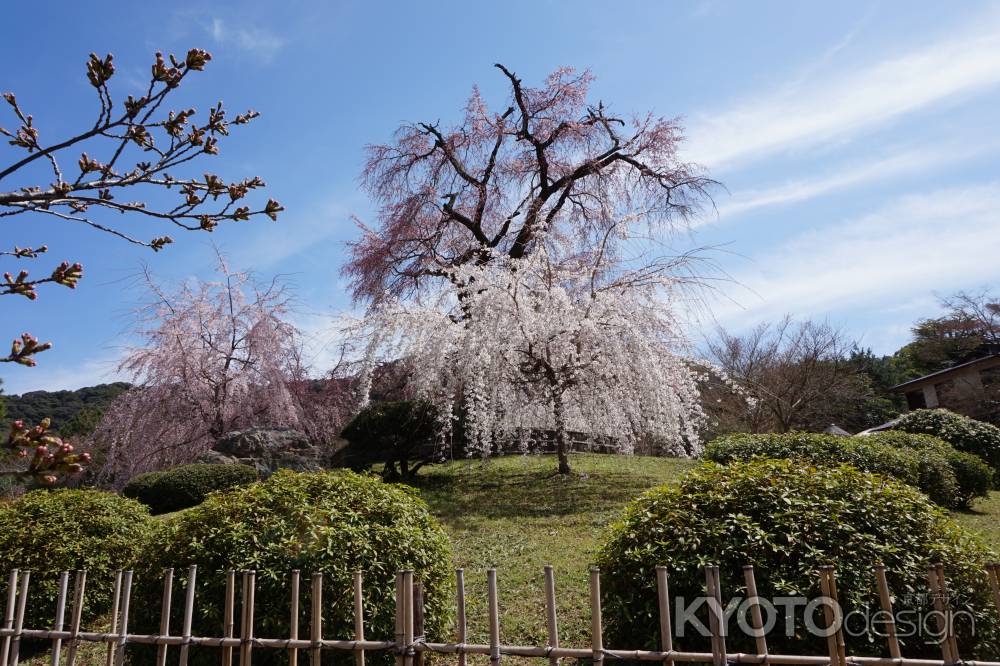 円山公園のしだれ桜3