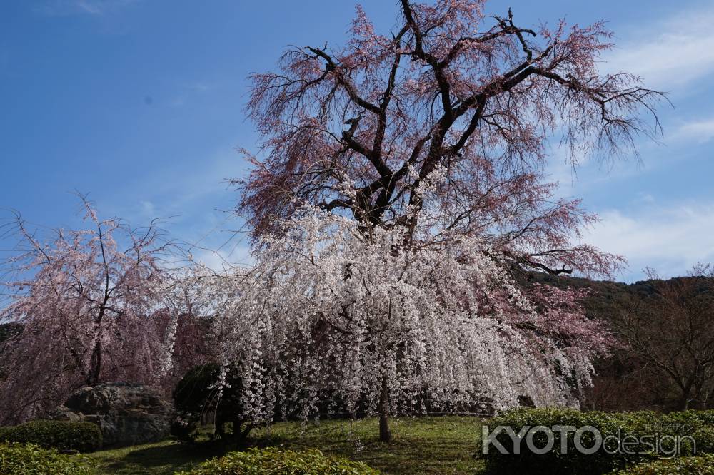 円山公園のしだれ桜4