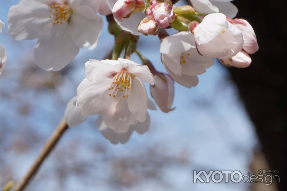 円山公園　桜の花1