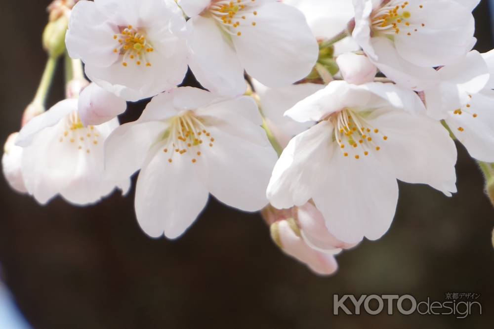 円山公園　桜の花2