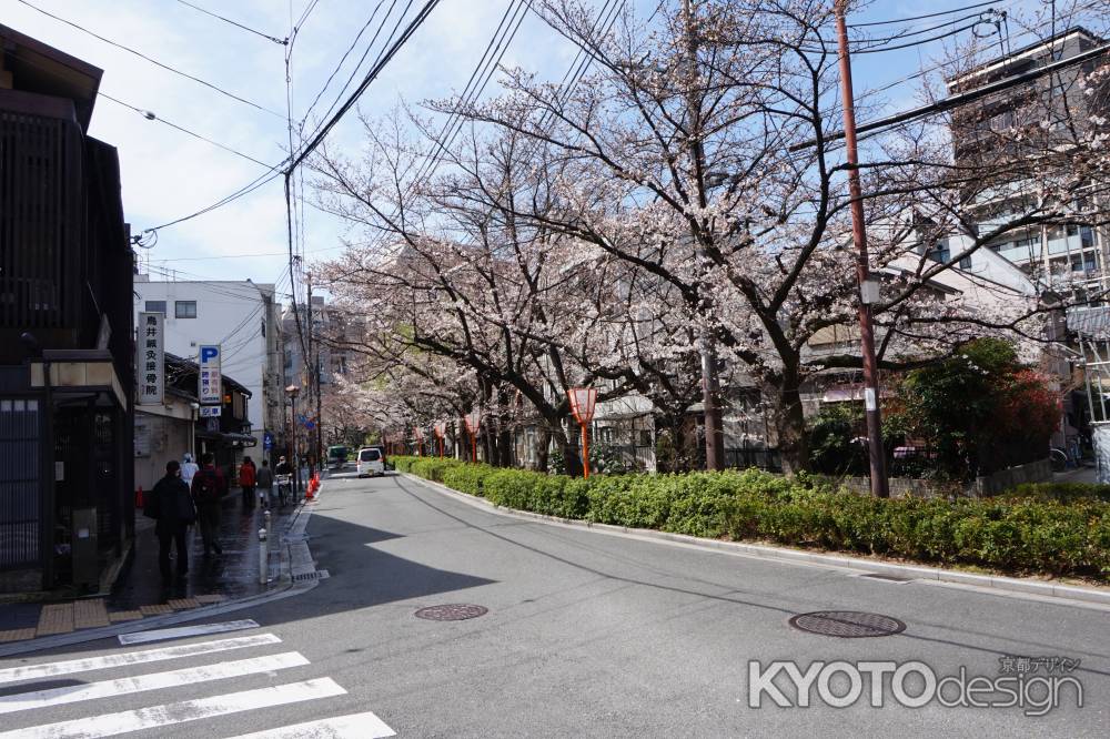 高瀬川 桜並木3