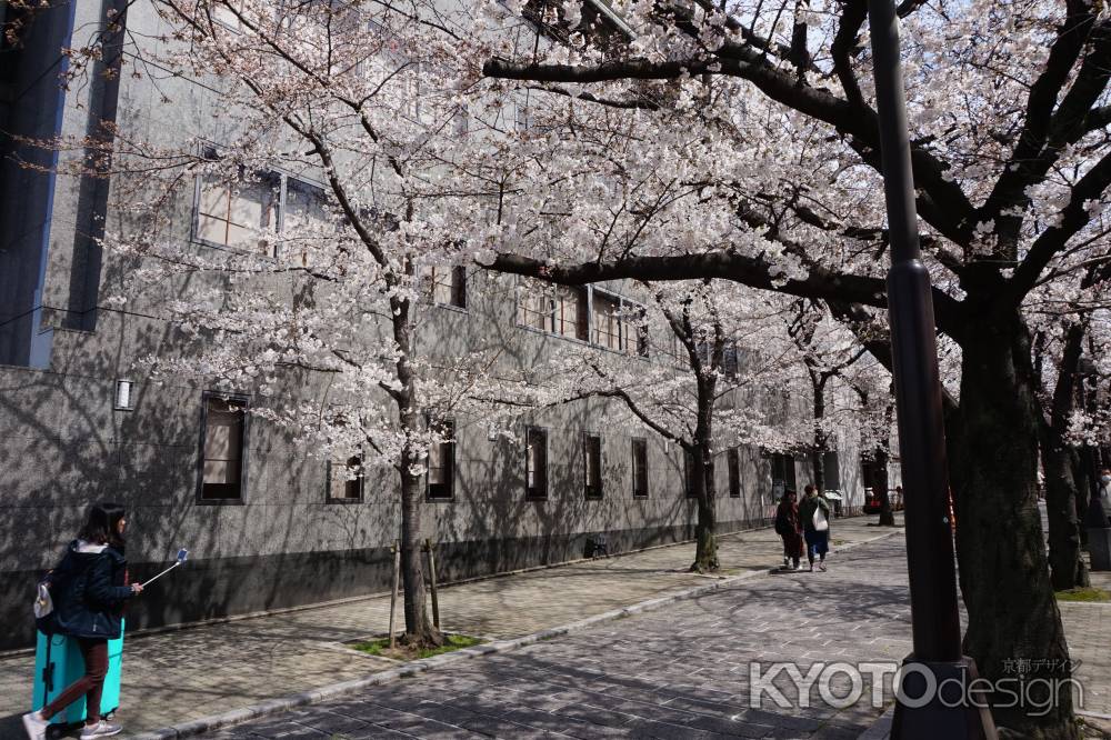 祇園白川　桜1