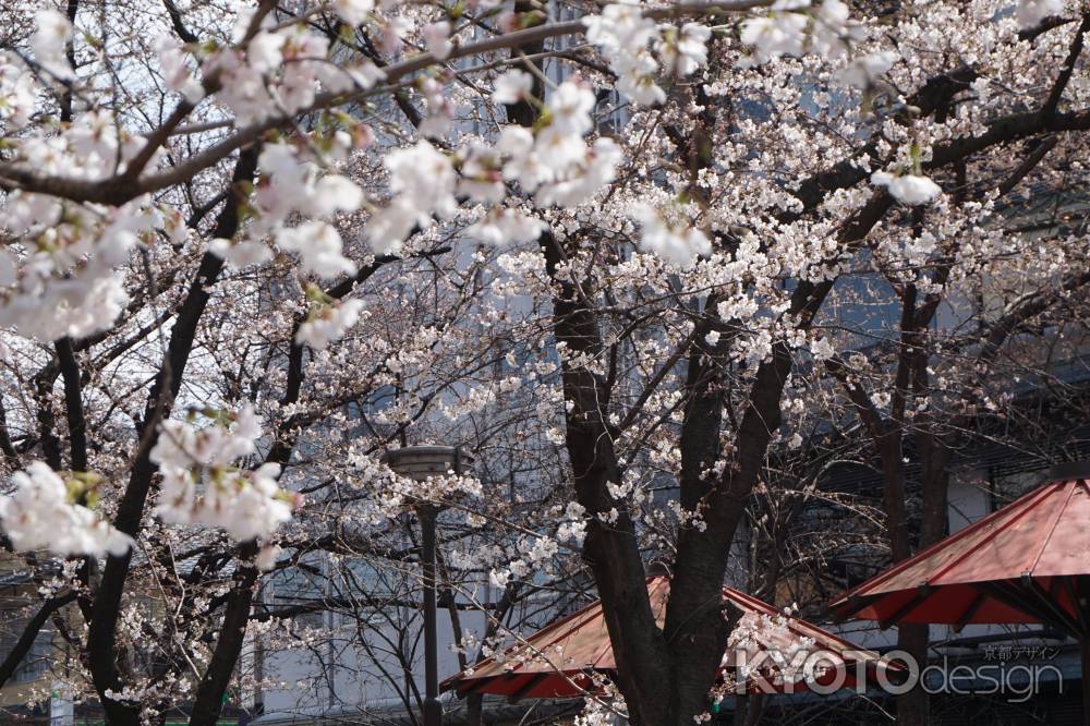 祇園白川　桜5