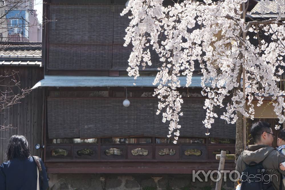 祇園白川　枝垂れ桜1