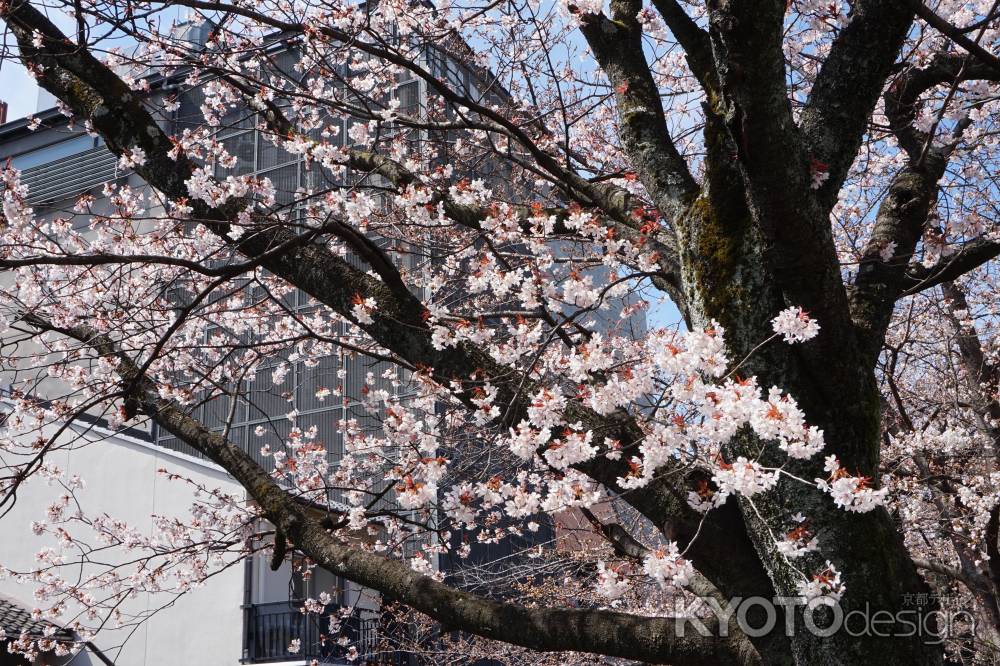 祇園白川　桜8