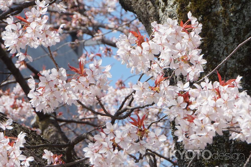 祇園白川　桜9