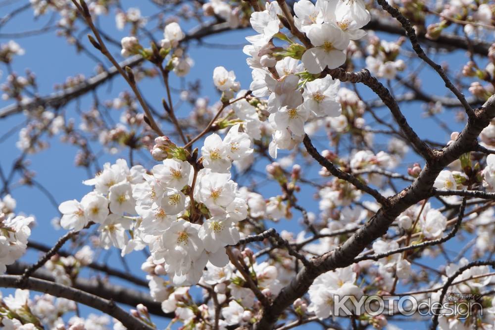 祇園白川　染井吉野