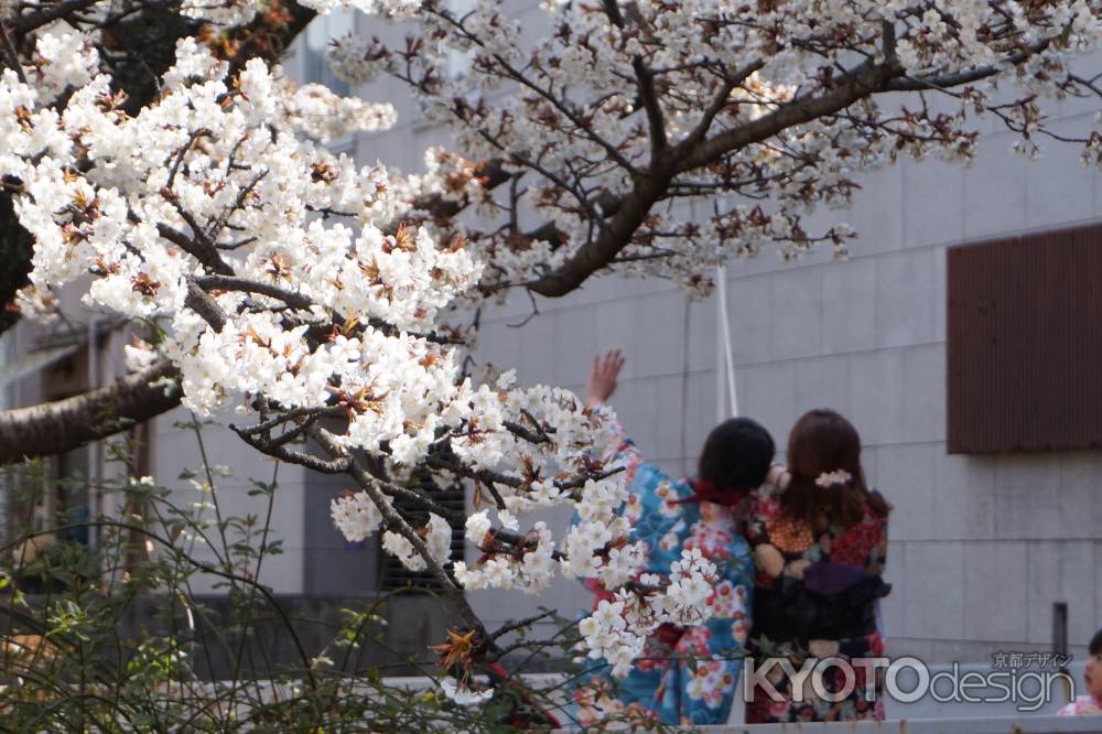 祇園白川　観光客と桜