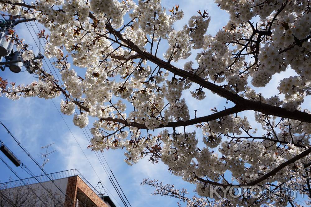 祇園白川　青空と桜