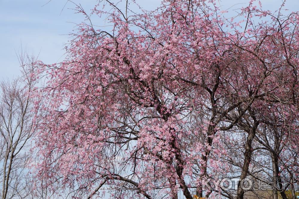 高台寺　桜2