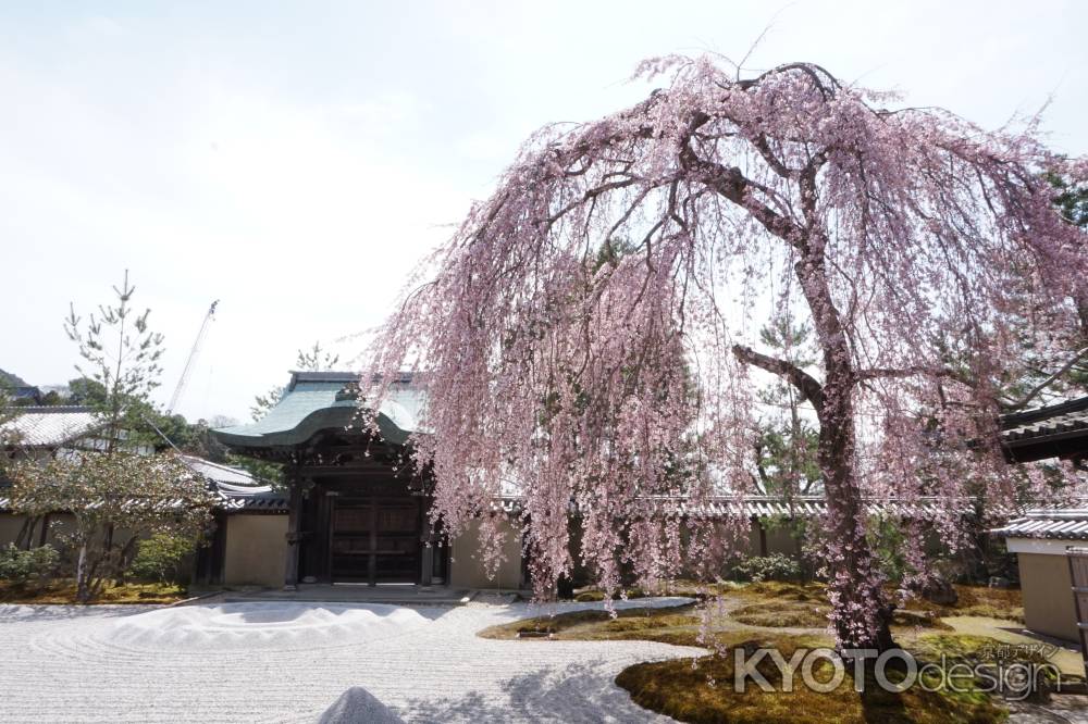 高台寺　方丈前庭のしだれ桜1