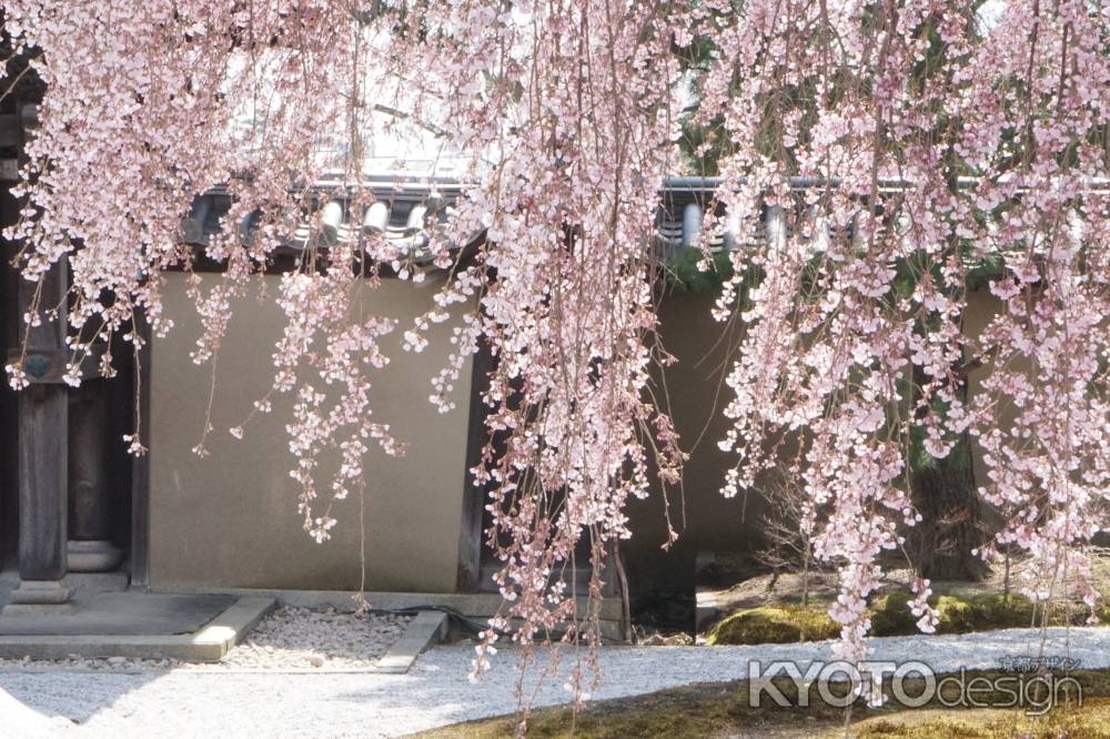 高台寺　方丈前庭のしだれ桜2