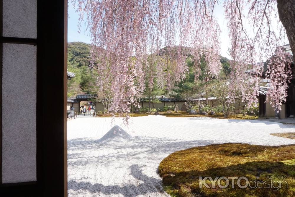 高台寺　方丈前庭のしだれ桜5