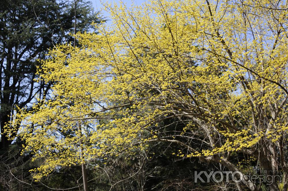 京都府立植物園　