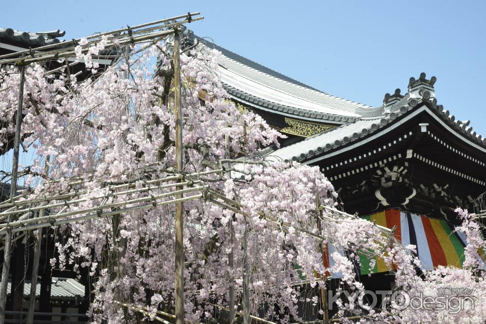 佛光寺　しだれ桜1