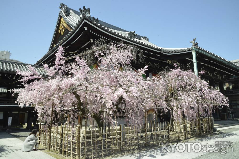 佛光寺　しだれ桜2