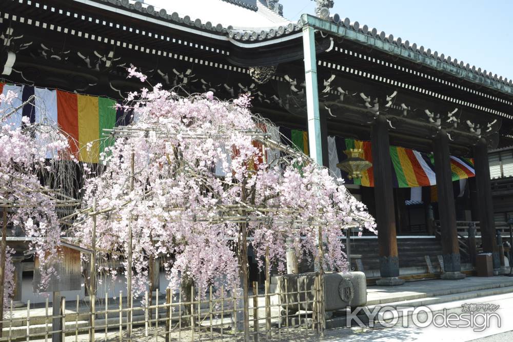 佛光寺　しだれ桜3