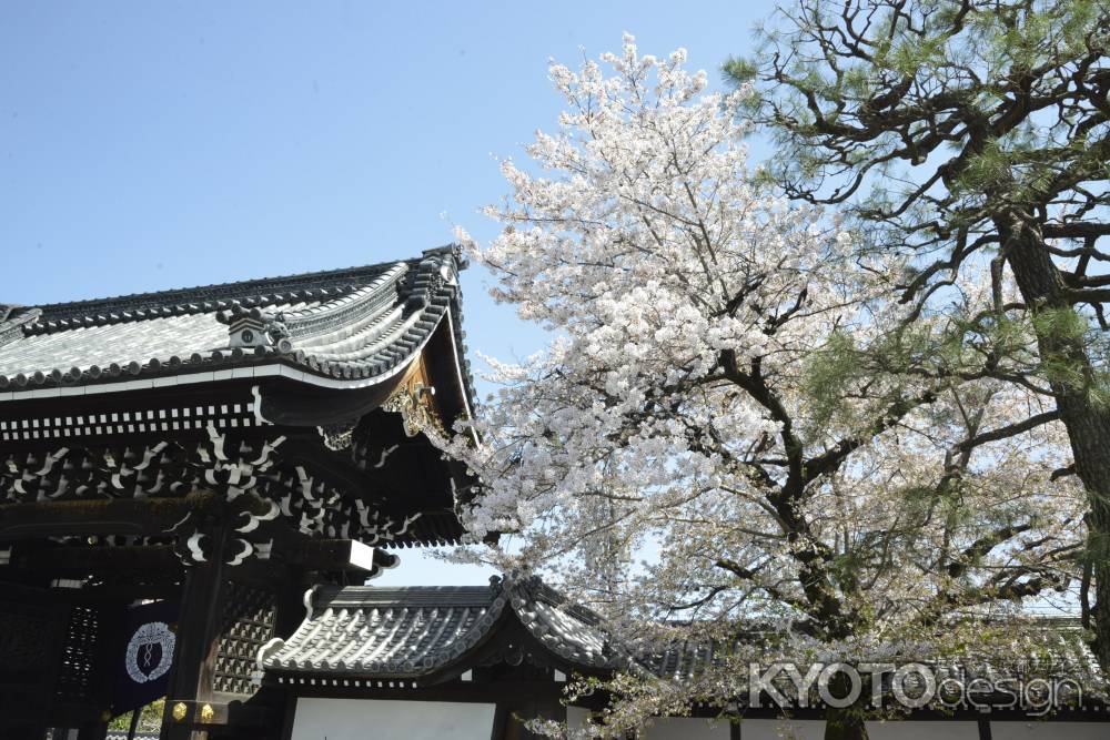 佛光寺　桜1