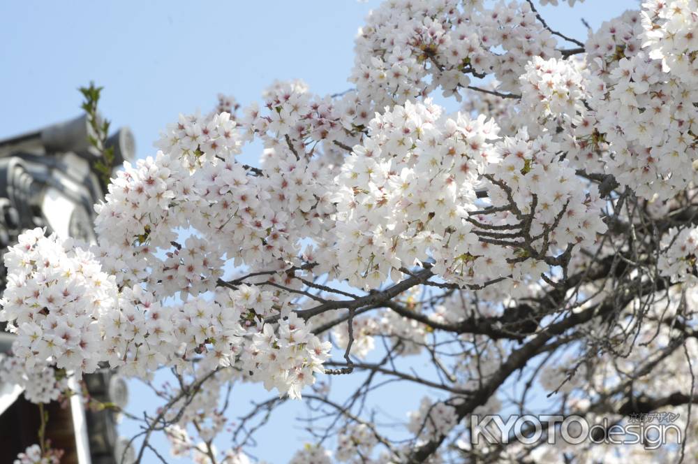 佛光寺　桜2