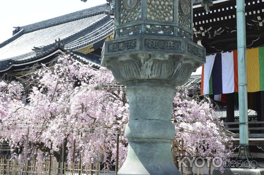 佛光寺　しだれ桜4