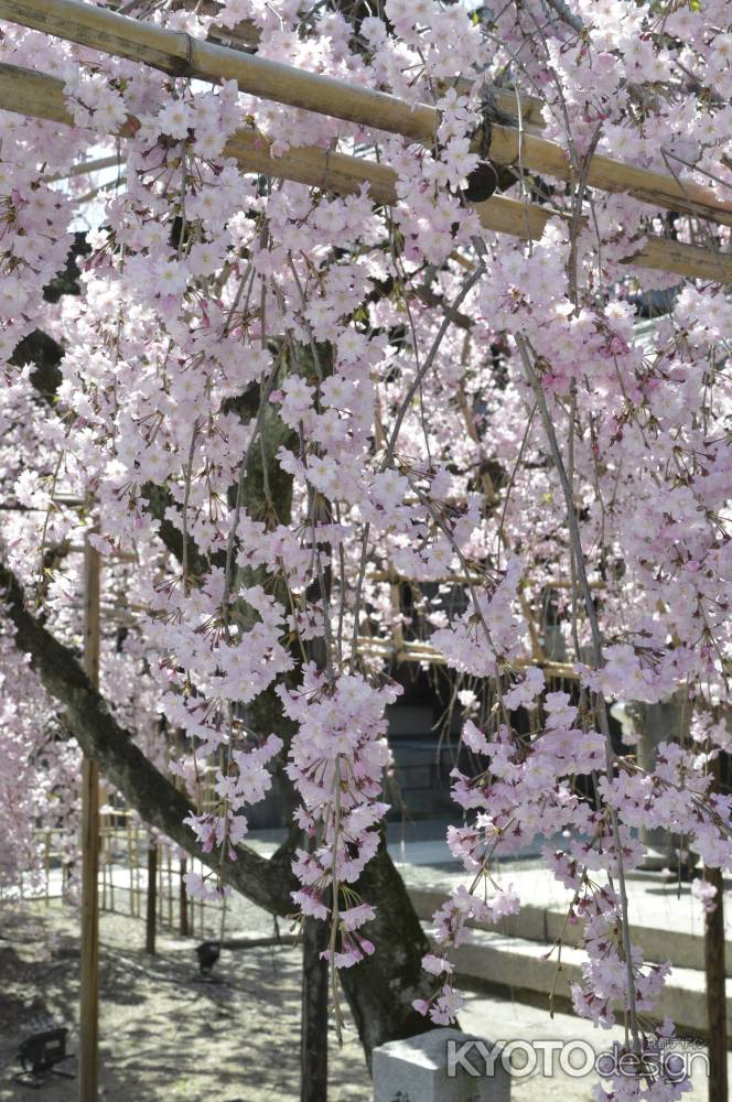 佛光寺　しだれ桜5