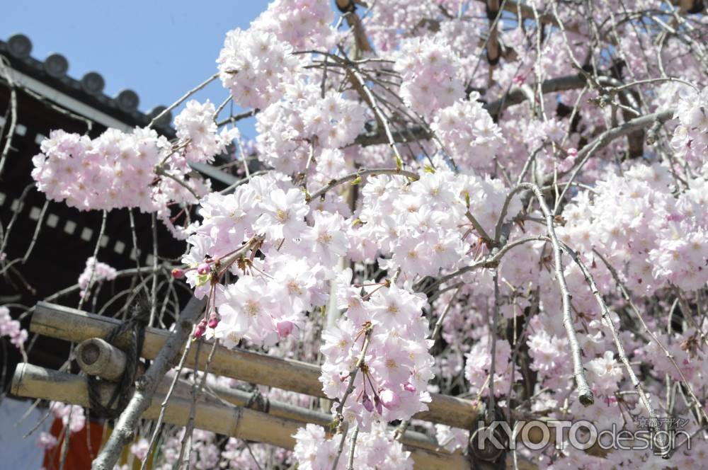 佛光寺　しだれ桜6