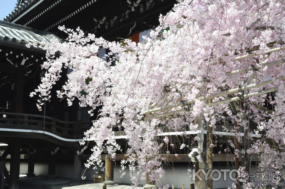 佛光寺　本堂としだれ桜1