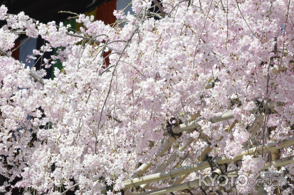 佛光寺　本堂としだれ桜2