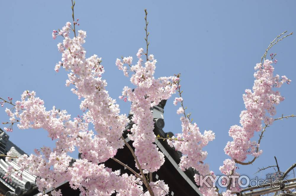 佛光寺　屋根と桜2