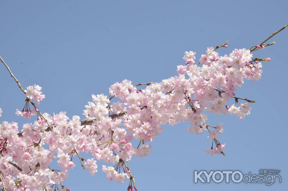 佛光寺　青空と