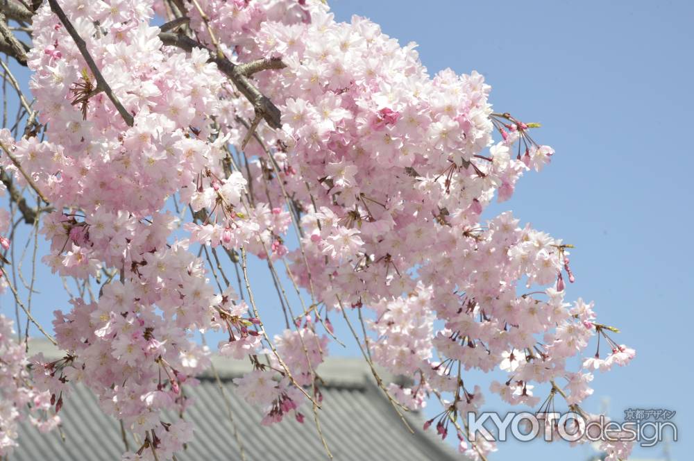 佛光寺　屋根と空と桜