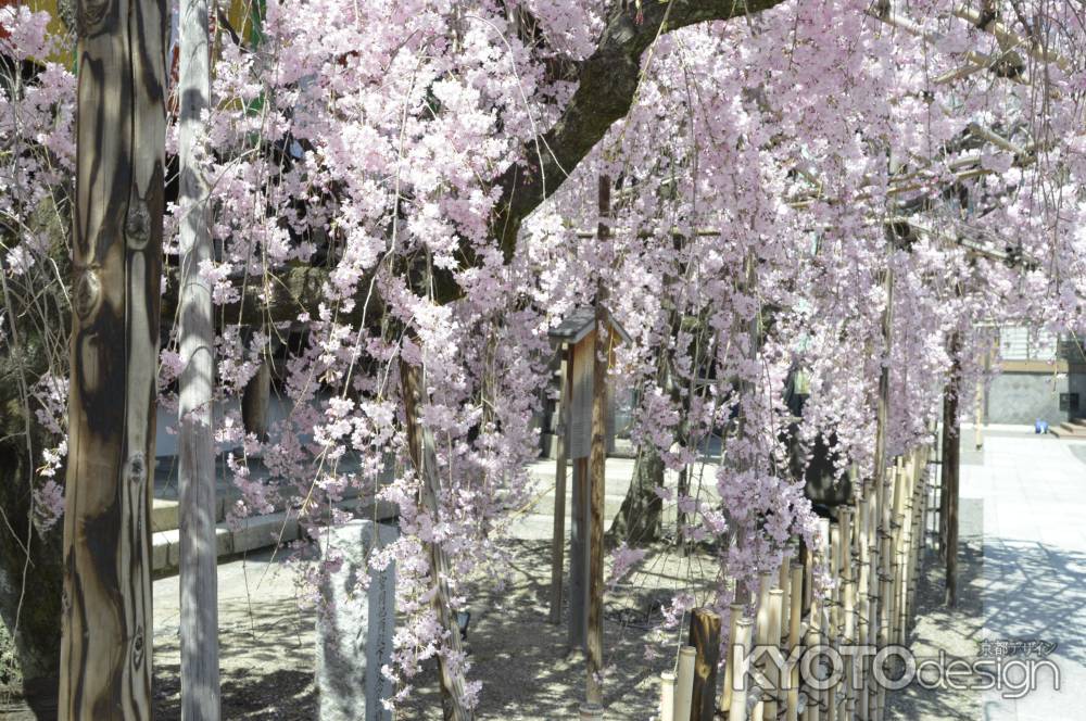 佛光寺　しだれ桜7