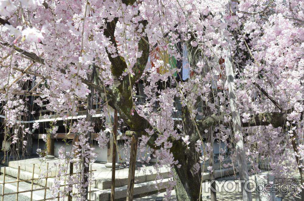 佛光寺　しだれ桜8