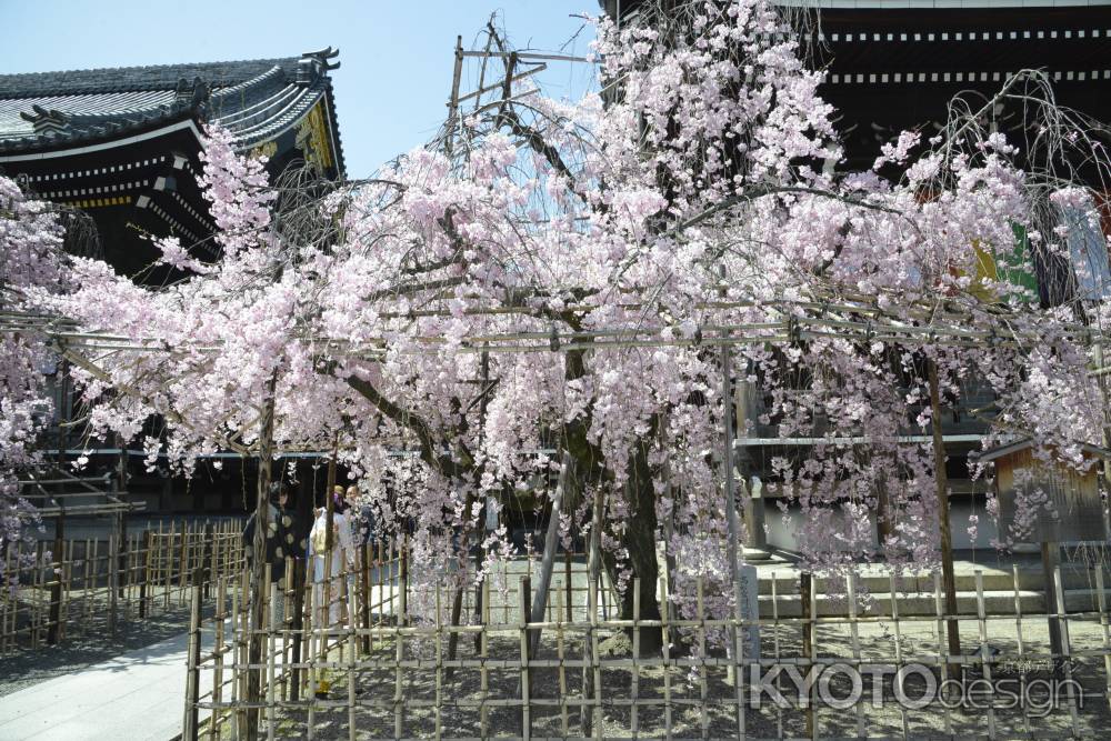 佛光寺　しだれ桜9