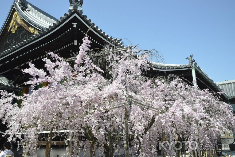 佛光寺　本堂としだれ