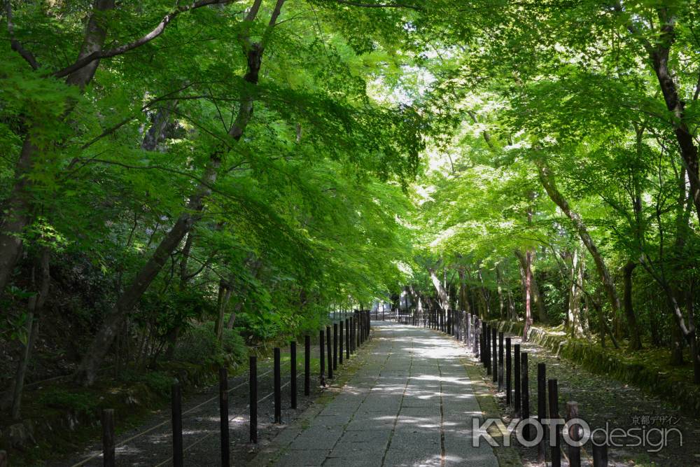 光明寺緑の参道