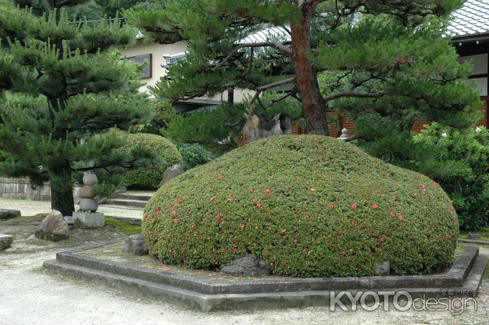 大善寺のつつじ